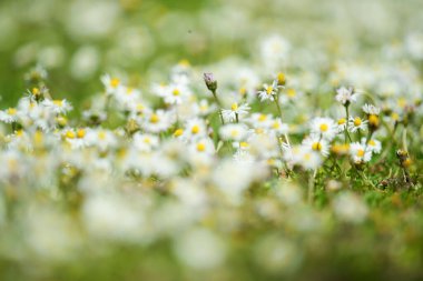 Bahçedeki güzel papatyaların seçici odak noktası.