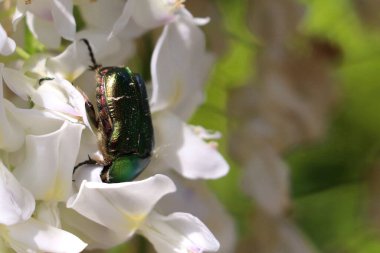 Beyaz çiçeklerin üzerindeki yeşil güllerin seçici odak noktası.