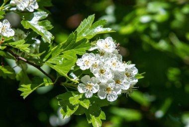 Crataegus monogyna çiçekli bir dal, bahar, çiçek