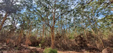 Dağda dar bir patika olan ağaçların seçici odak noktası.