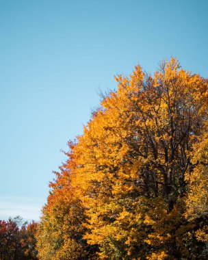 Dalları sarı ve turuncu yapraklarla dolu mavi gökyüzü ile sonbahar ağaçlarının muhteşem dikey görüntüsü.