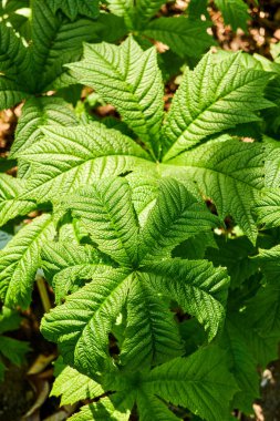 Taze rogersia yaprakları güneşte