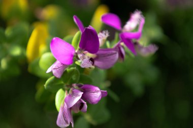 Bulanık bir arkaplanda mor bezelye bitkisinin yakın plan çekimi.