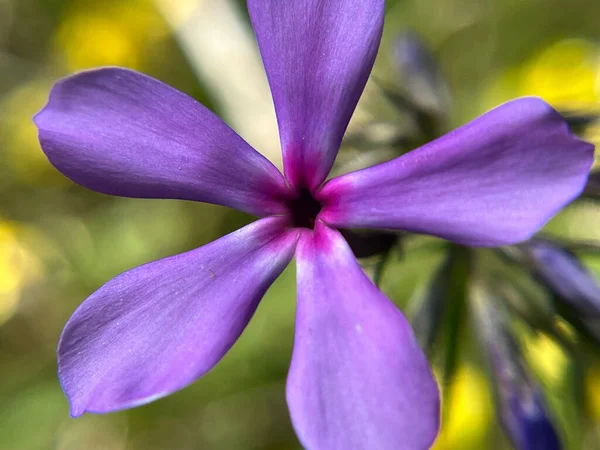 Enfoque Selectivo Phlox Divaricata Flex Boscosa — Foto de Stock