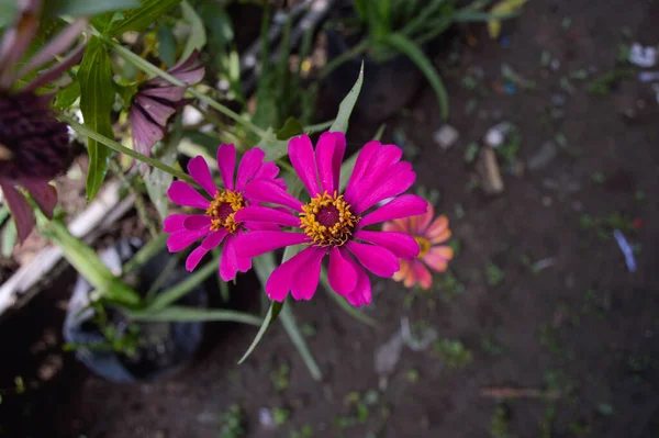 Floraison Des Fleurs Dans Jardin Midi — Photo