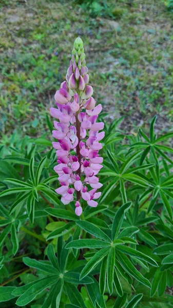 Vertikal Bild Växande Lila Lupin Blomma Ett Fält — Stockfoto