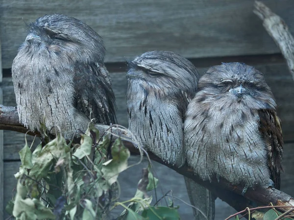 Group Three Australian Native Owls Sitting Branch Shed One Looking — Foto Stock