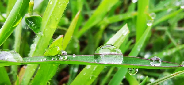 Çiy damlalı çim bıçaklarının seçici odak noktası.