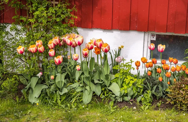 Variegated Tulips Long Lanes — Stock Photo, Image