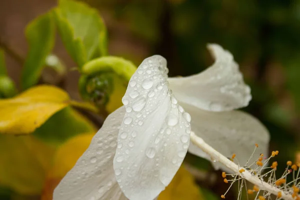 the macro shot of a white flower covered with drizzle