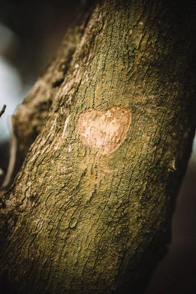 Detailní Záběr Srdce Vyřezaného Kůry Stromu — Stock fotografie