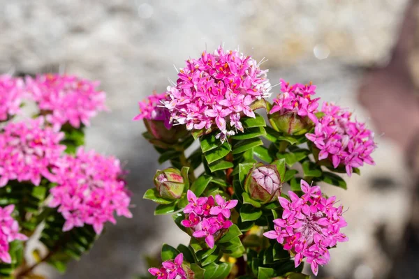 Pink Pimelea Rossea Flower Growing Outdoor Garden — 图库照片