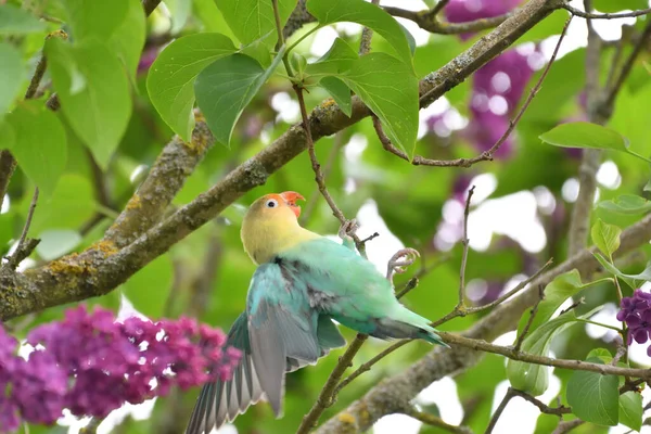 Closeup Beautiful Lovebird Lilac Tree Branch — Foto de Stock