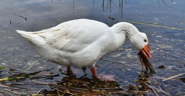 White Domestic Goose Drinking Water Lake — Stock Photo, Image