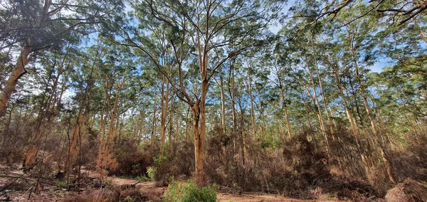 Dağda dar bir patika olan ağaçların seçici odak noktası.