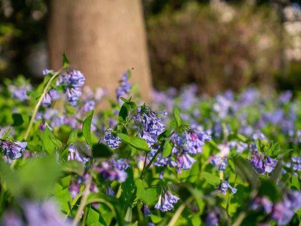 Beautiful Purple Virginia Bluebells Grown Garden Spring — 스톡 사진