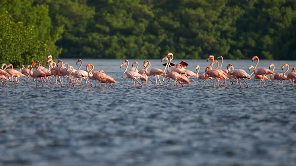 森の中の水面に広がるピンク色のフラミンゴの群生の美しいショット — ストック写真