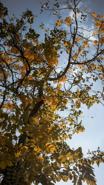 Eine Vertikale Aufnahme Eines Herbstbaums Mit Blauem Himmel Auf Dem — Stockfoto