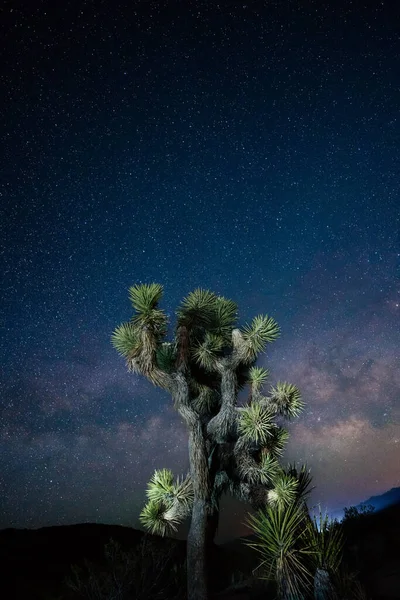 夜空に輝く天の川を背景にジョシュアの木を垂直に成長させるショット — ストック写真