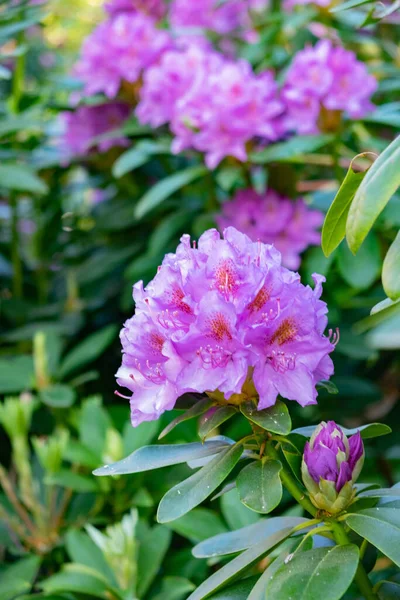 Enfoque Selectivo Vertical Prple Azalea Flores Con Hojas Verdes Jardín —  Fotos de Stock