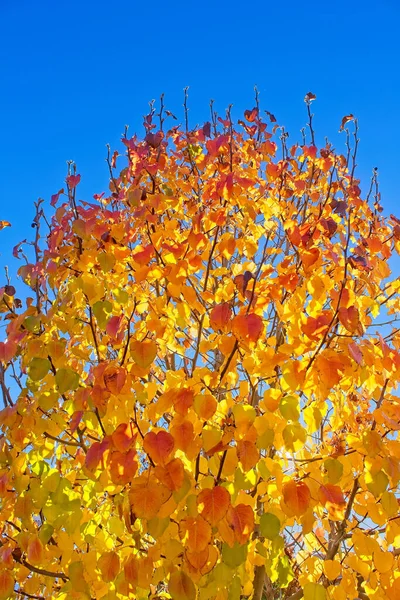 秋は真っ青な空で赤と黄色の葉 — ストック写真