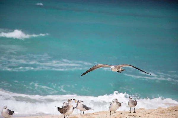 Sandy Seashore Seagulls — Stock Photo, Image
