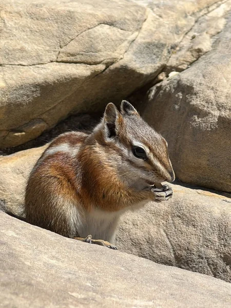 Eine Nahaufnahme Eines Niedlichen Eichhörnchens Das Auf Einem Felsen Sitzt — Stockfoto