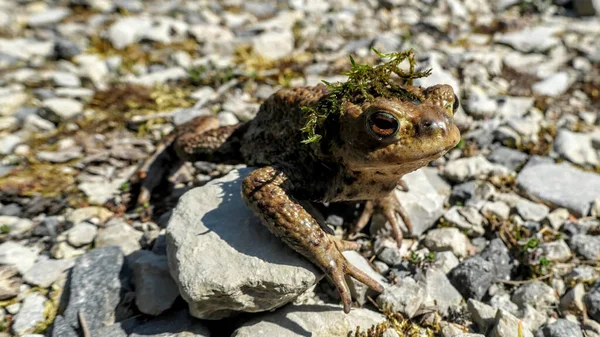 Ein Weicher Fokus Einer Kröte Mit Moos Auf Dem Kopf — Stockfoto