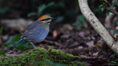 Mavi pitta kuşu yosunlu bir kütükte yiyecek arıyor.