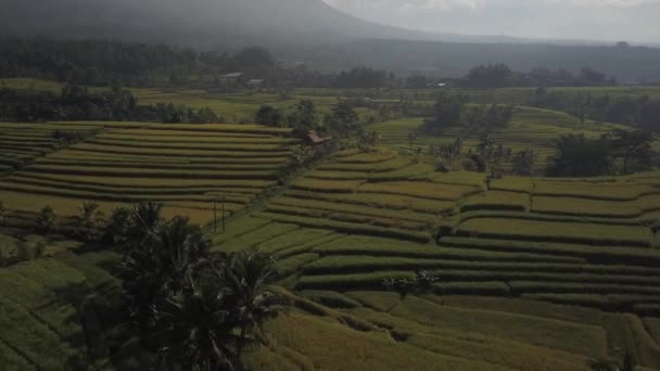 Flug Über Das Berühmte Reisfeld Jatiluwih Zentrum Der Insel Bali — Stockvideo