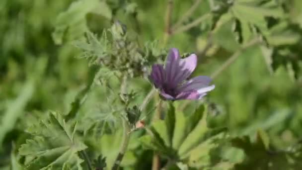 Крупный План Многоцветкового Цветка Мальвы Саду Ветреный День — стоковое видео