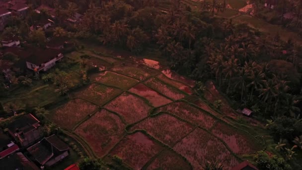 Vue Aérienne Quartier Résidentiel Champs Palmiers Lors Coucher Soleil Rouge — Video