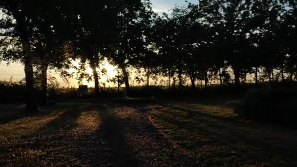 Spaziergang Bei Sonnenuntergang Einem Park Mystisches Gehen — Stockvideo