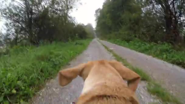 Primer Plano Una Mujer Caucásica Corriendo Con Perro Marrón Bosque — Vídeos de Stock