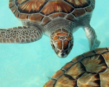 Kristal berrak suda bir kaplumbağanın yakın çekimi.