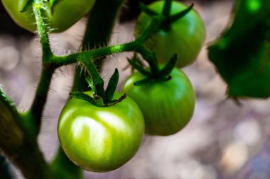 Bir dalda yetişen olgunlaşmamış domateslerin yakın çekimi.