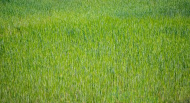 Tarlada büyüyen yeşil bir çimene yakın çekim