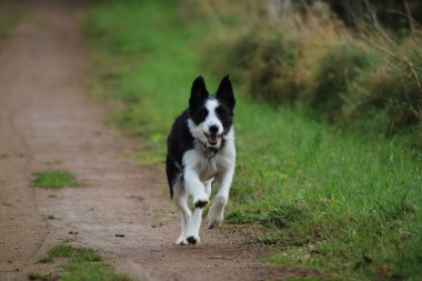Yeşil çimlere doğru koşan bir Collie Sınırı