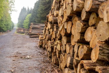 Macaristan 'ın Zalaegerszeg kentindeki Csacs Botanik Bahçesi (Csacsbozsoki Botanik Bahçesi)