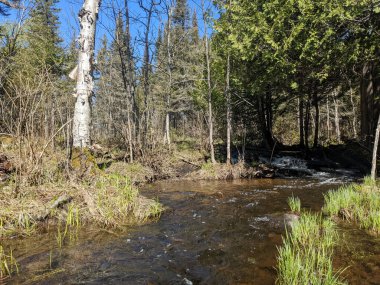 Gökyüzü mavi ağaçlarla çevrili bir nehrin manzarası