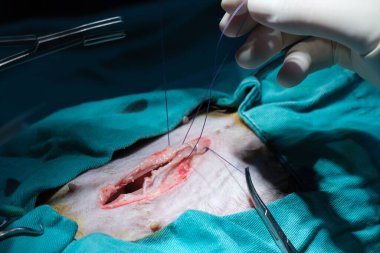 Bir veterinerin bir hayvana ameliyat yaptığı yakın plan bir fotoğraf.