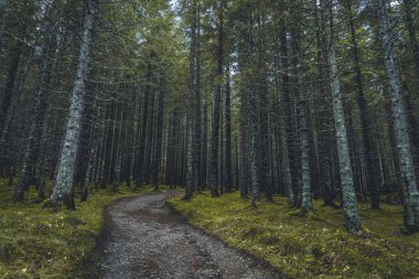 Ağaç gövdeleriyle çevrili ormandan geçen patika..