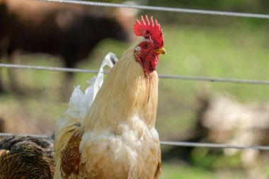 Haag Hayvanat Bahçesi 'nde kameraya bakan bir tavuğun yakın çekimi.