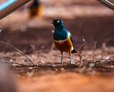 Bulanık bir arka planda ince bir dal üzerine tünemiş muhteşem bir sığırcık.