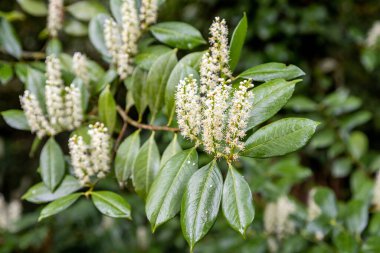 Macaristan 'ın Zalaegerszeg kentindeki Csacsbozsoki botanik bahçesinde (Csacsbozsoki botanik ağacı) çalı