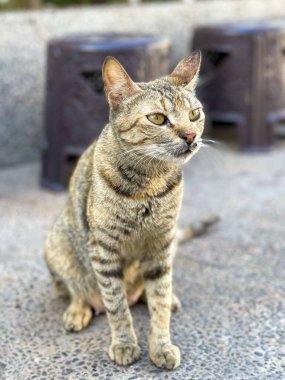 Sokak kedisi sokakta tek başına oturuyor.
