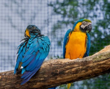 Hayvanat bahçesindeki ağaçtaki güzel papağanların yakın çekimi.