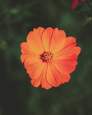 Güneş ışığının altındaki bir bahçede güzel bir portakal kozmosunun manzarası.