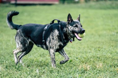 Hollandalı Çoban 'ın yeşil çimlerde koşarken çekilmiş seçici bir fotoğrafı.