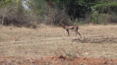 Otlaklarda yürüyen bir siyah erkek